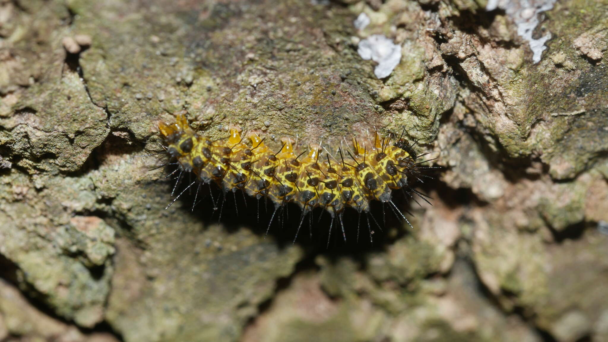 Image of Scarlet-winged Lichen Moth