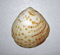 Image of Tucetona pectinata (Gmelin 1791)