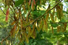 Слика од Cercis chinensis Bunge