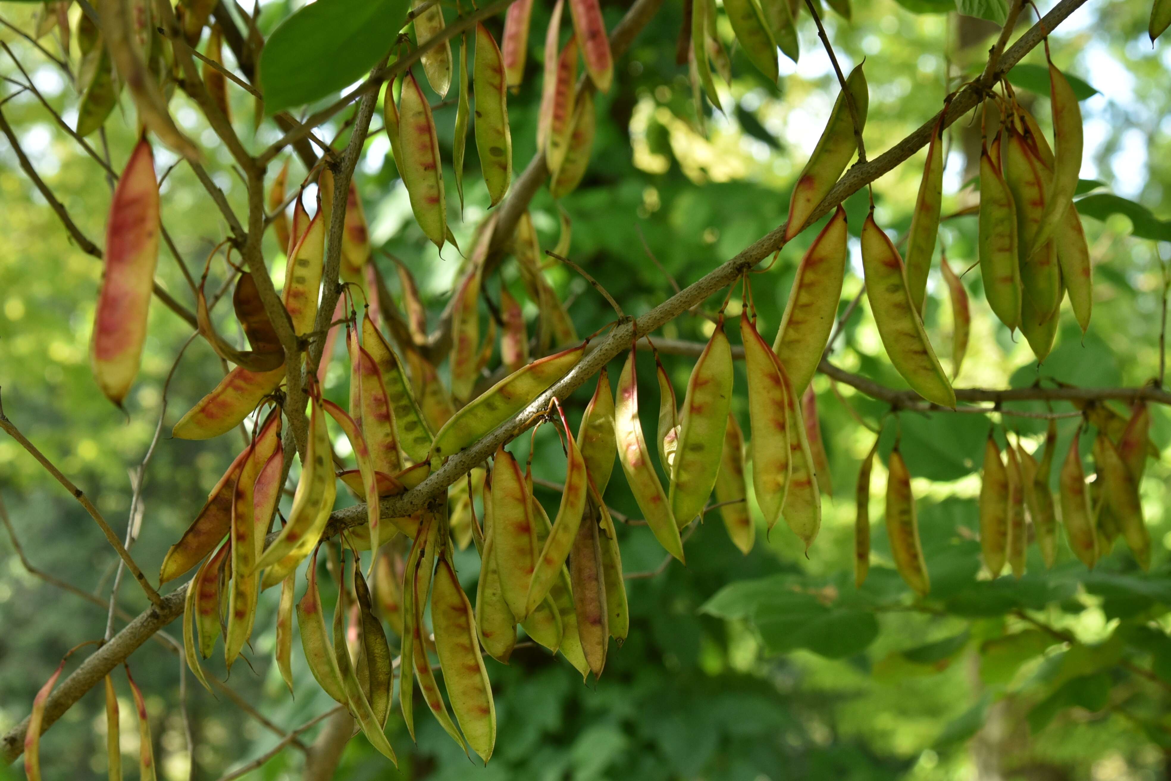 Imagem de Cercis chinensis Bunge