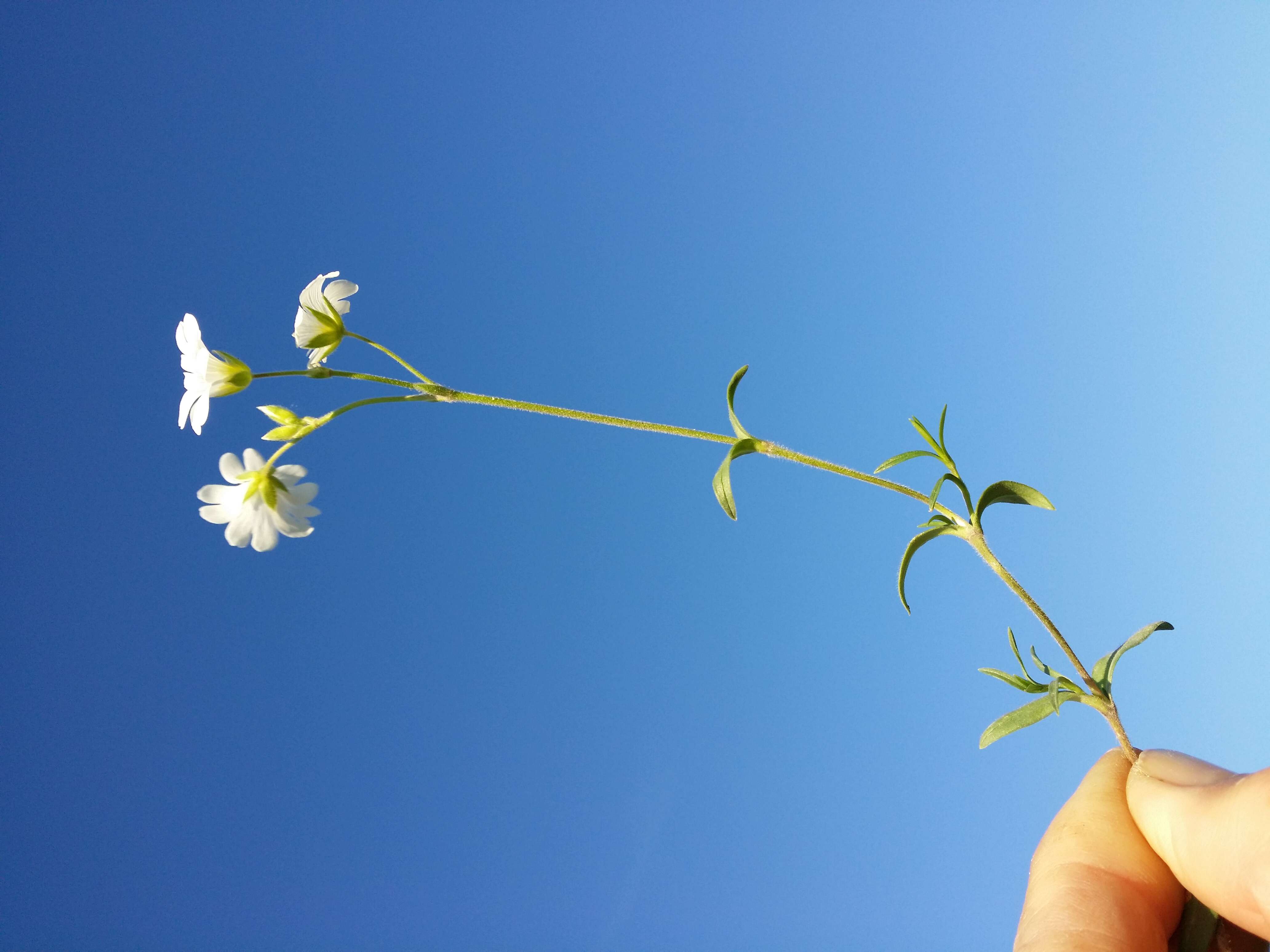 Image of field chickweed