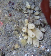 Image of Stalked Vase Sponge