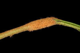 Image of Hairy cola