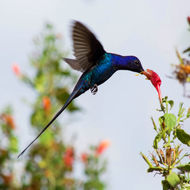 Image of Swallow-tailed hummingbird