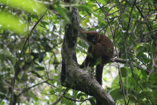 18.https www inaturalist org photos 1973497.580x360