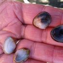 Image of California softshell clam