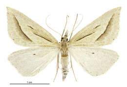 Image of Samana falcatella Walker 1863