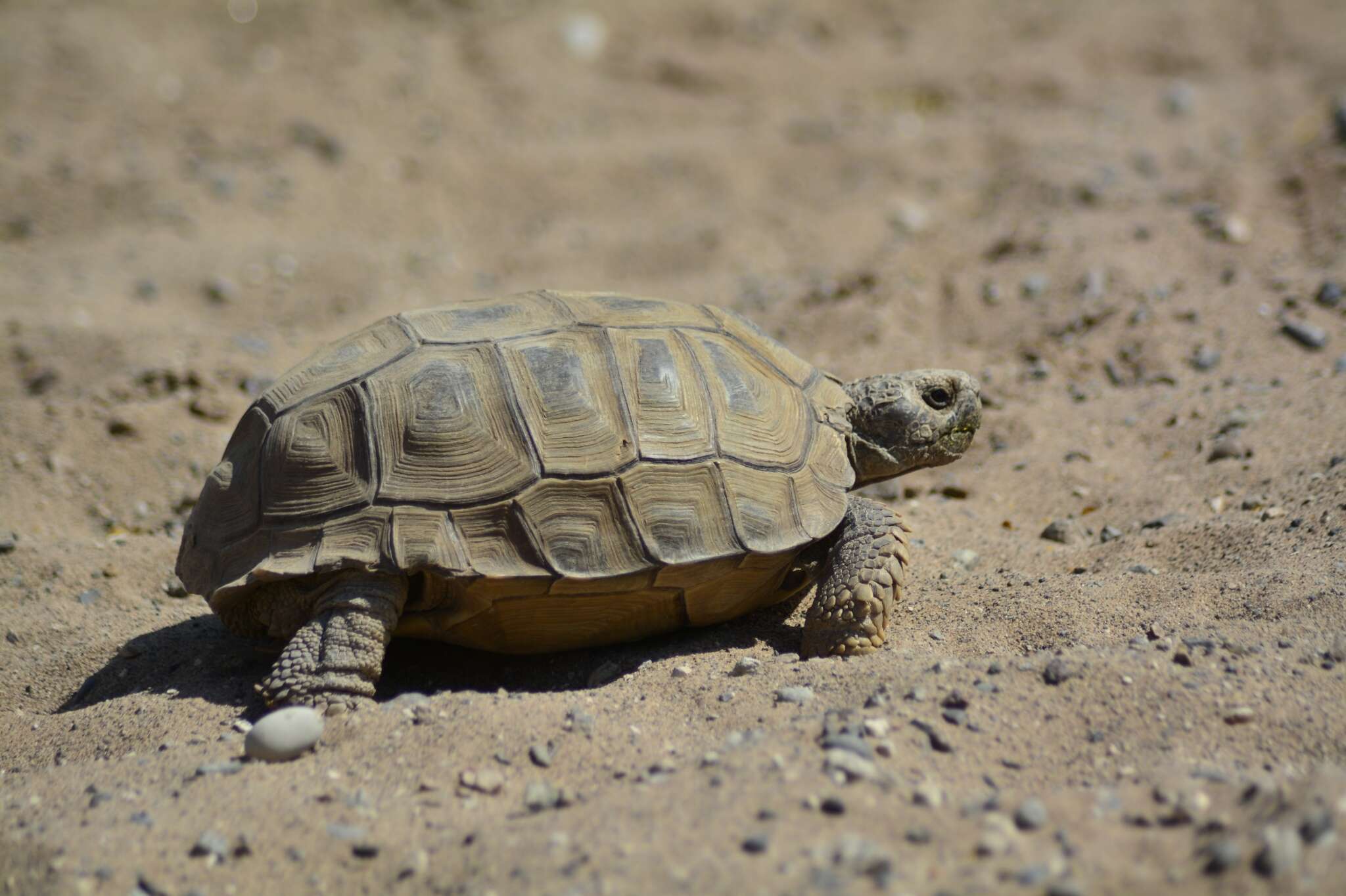 Image of Chilean Tortoise