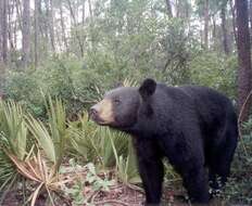 Image of American Black Bear