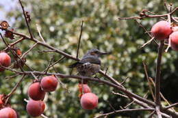 Image of Brown-eared Bulbul