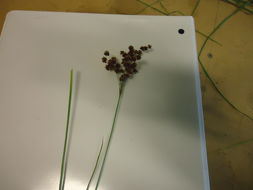 Image of <i>Juncus marginatus</i>