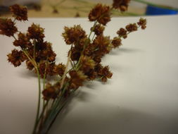 Image of <i>Juncus marginatus</i>