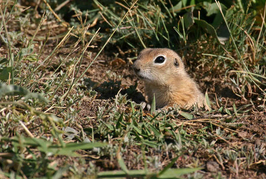 18.https www inaturalist org photos 197540.580x360