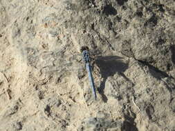 Image of Desert Skimmer