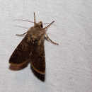 Image of Turnip moth