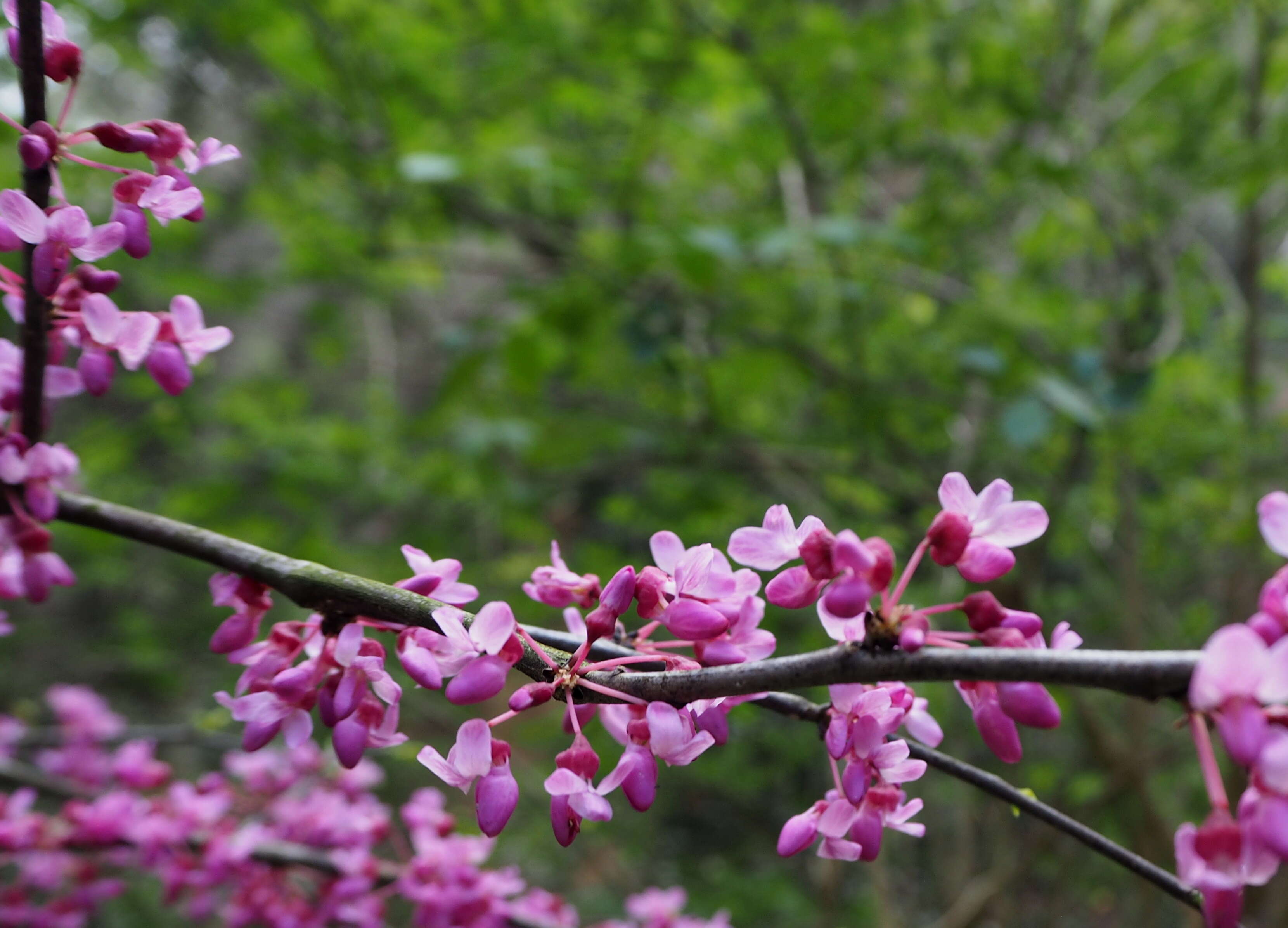 Слика од Cercis chinensis Bunge