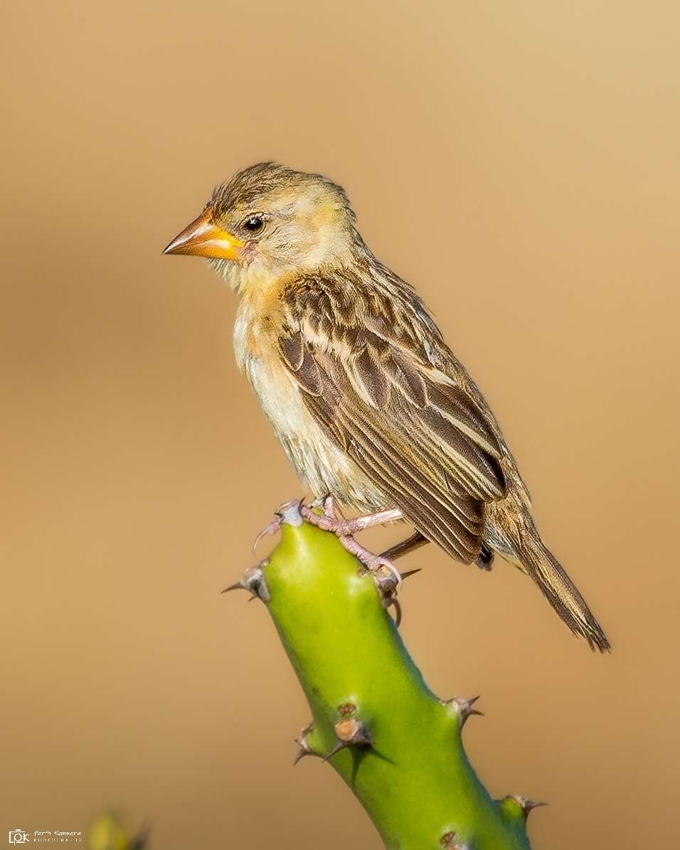 Image of Baya Weaver