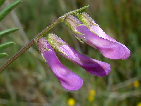 Image of barn vetch