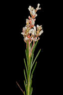 Image of Spatalla racemosa (L.) Druce