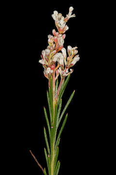 Image of Spatalla racemosa (L.) Druce