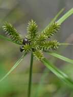 Imagem de Cyperus cyperoides (L.) Kuntze