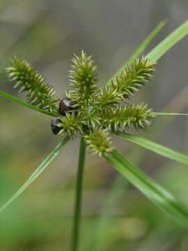 Слика од Cyperus cyperoides (L.) Kuntze