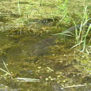 Image of Northern snakehead