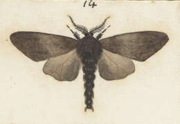 Image of Liothula omnivora Fereday 1878