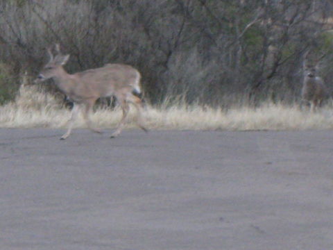 18.https www inaturalist org photos 1978696.580x360