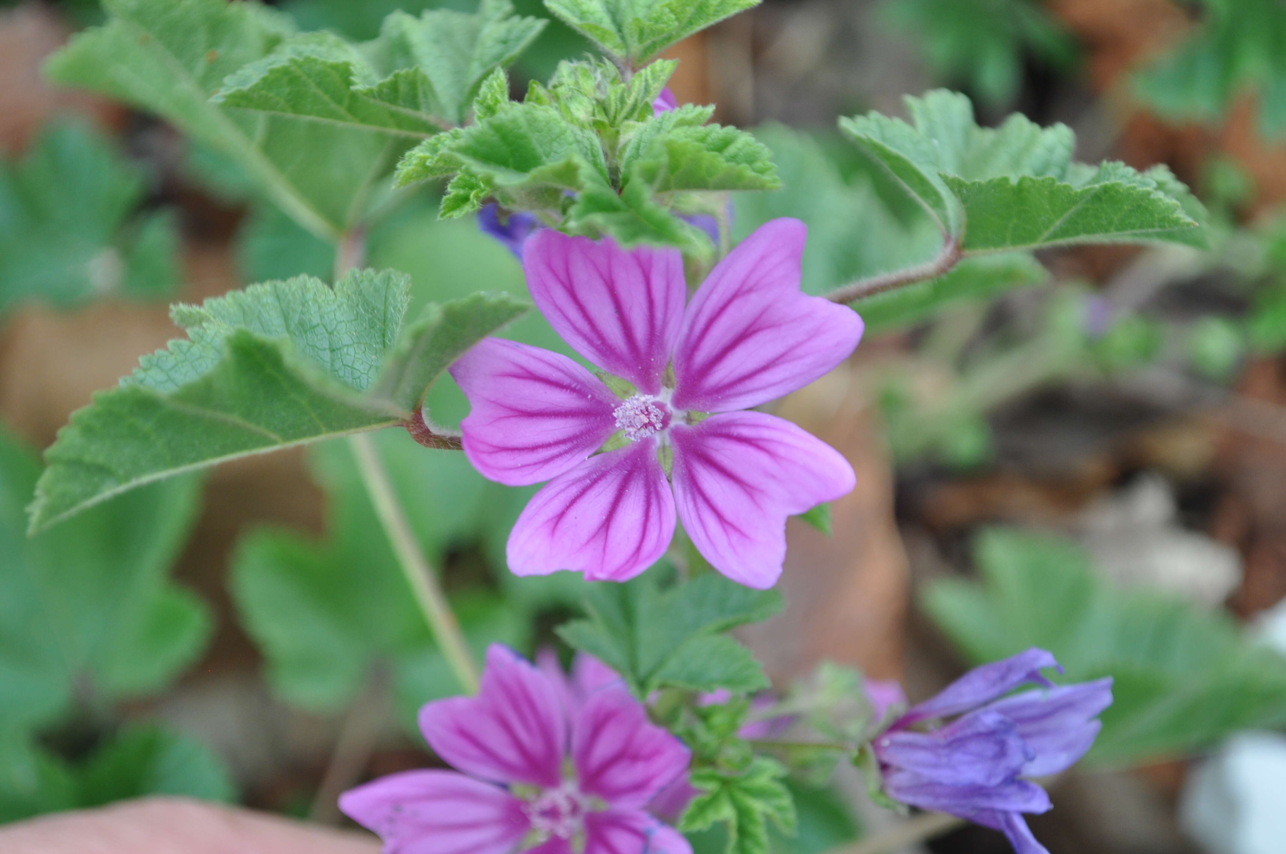 Image de Grande mauve