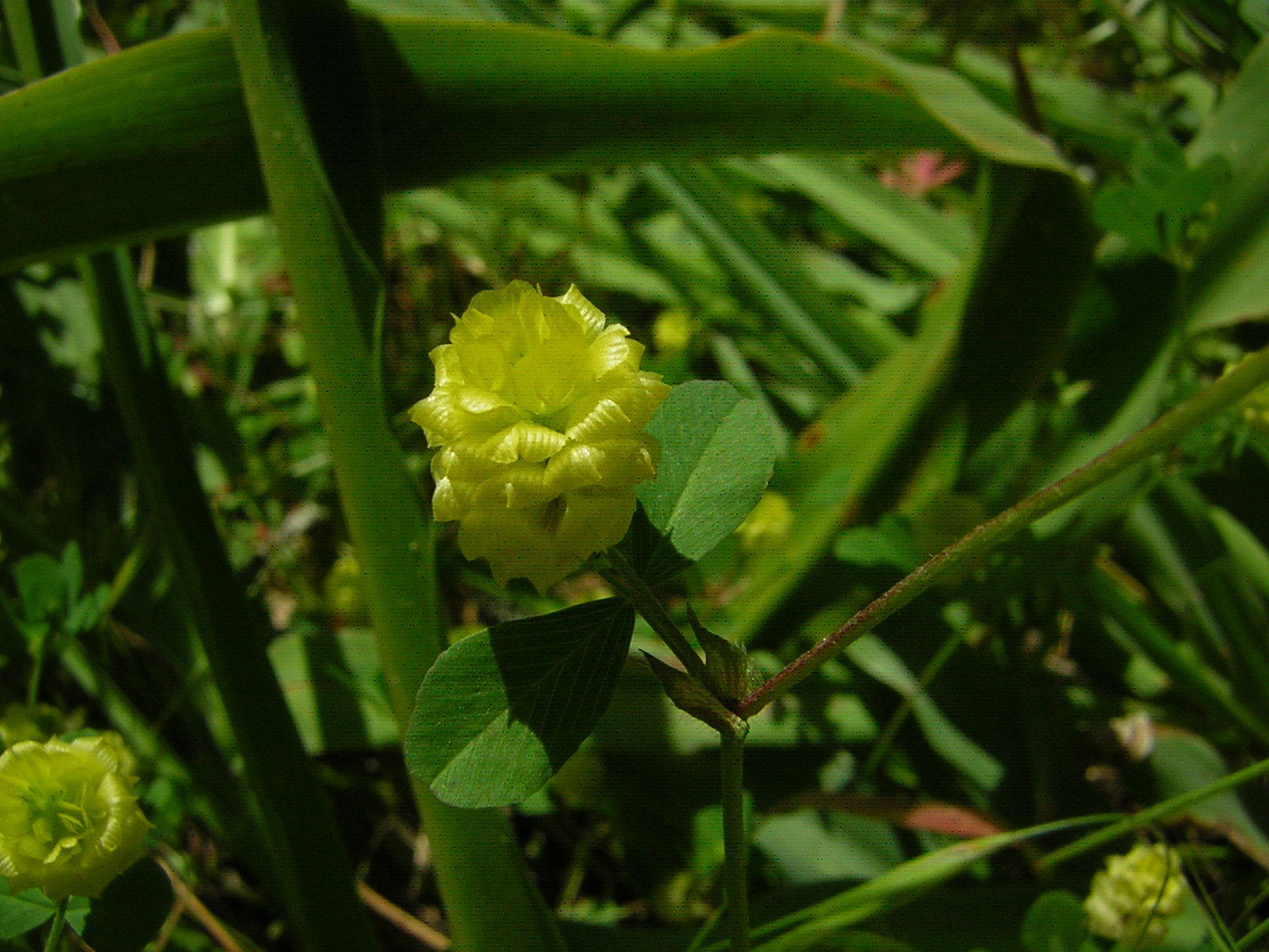 Image of <i>Trifolium campestre</i>