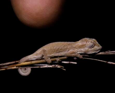 Image of Cape dwarf chameleon