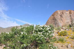 Image of Cordia decandra Hook. & Arn.