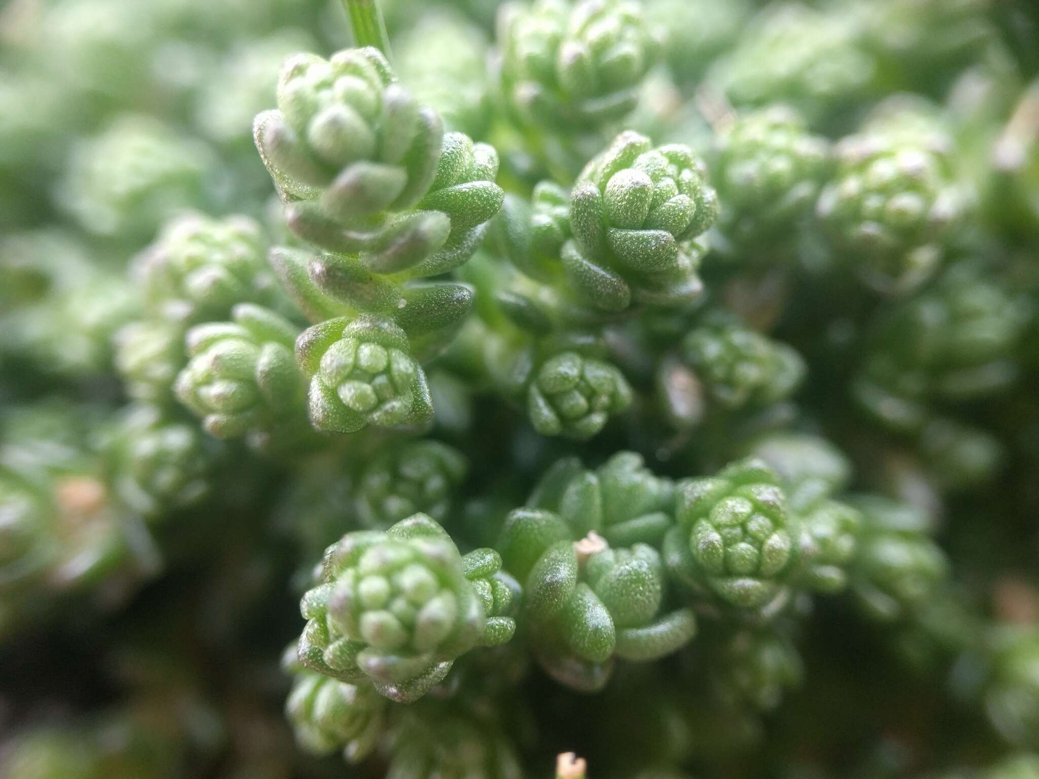 Plancia ëd Sedum acre L.