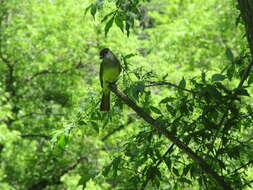 Image of Great Crested Flycatcher