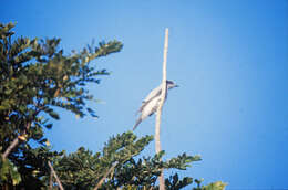 Image of Black-faced Cuckoo-shrike