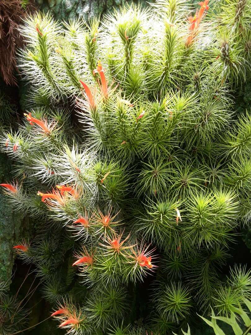 Image of Tillandsia andreana É. Morren ex André