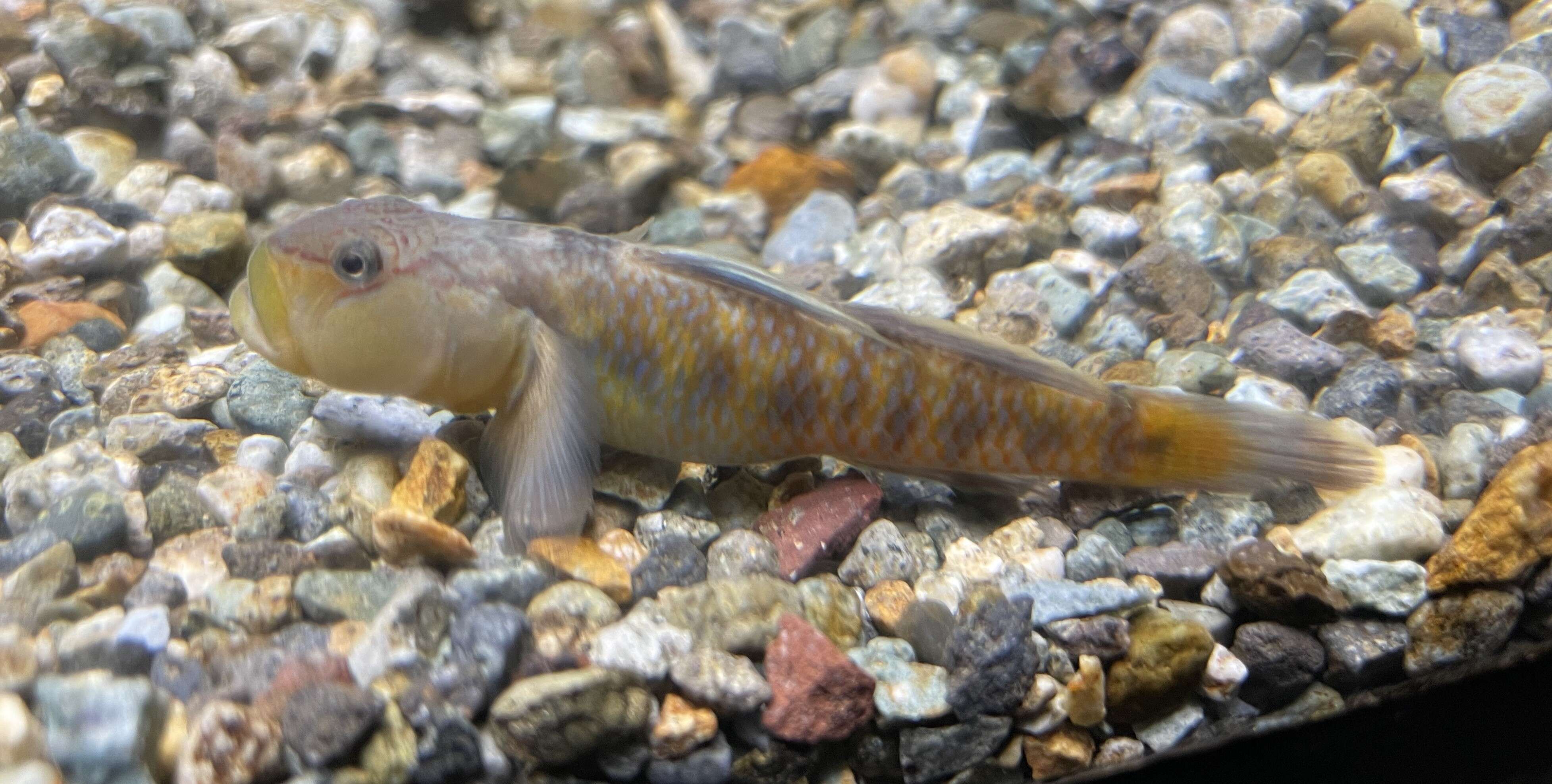 Image of Rhinogobius