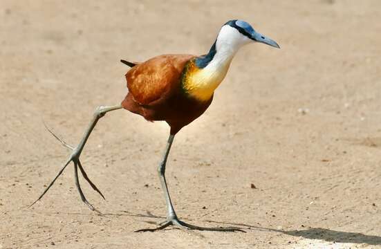 Image of Actophilornis Oberholser 1925