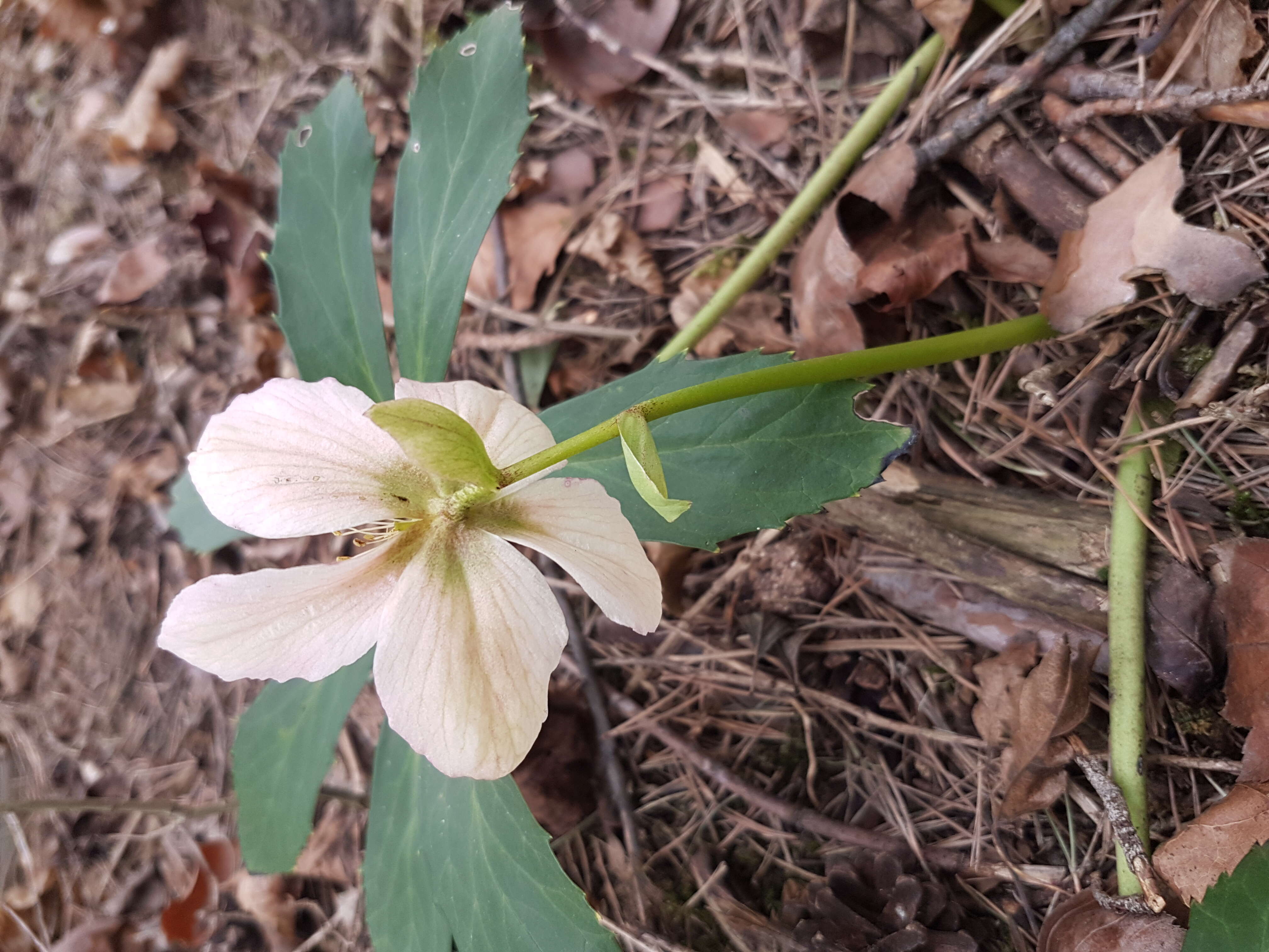 Image of black hellebore