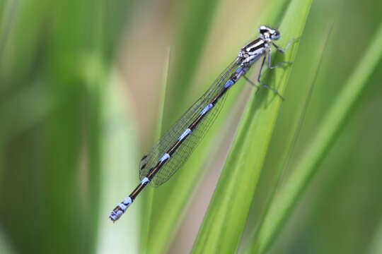 Image of Variable Bluet