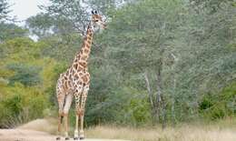 Image of Giraffe