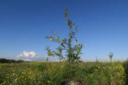 Image of Milkweed