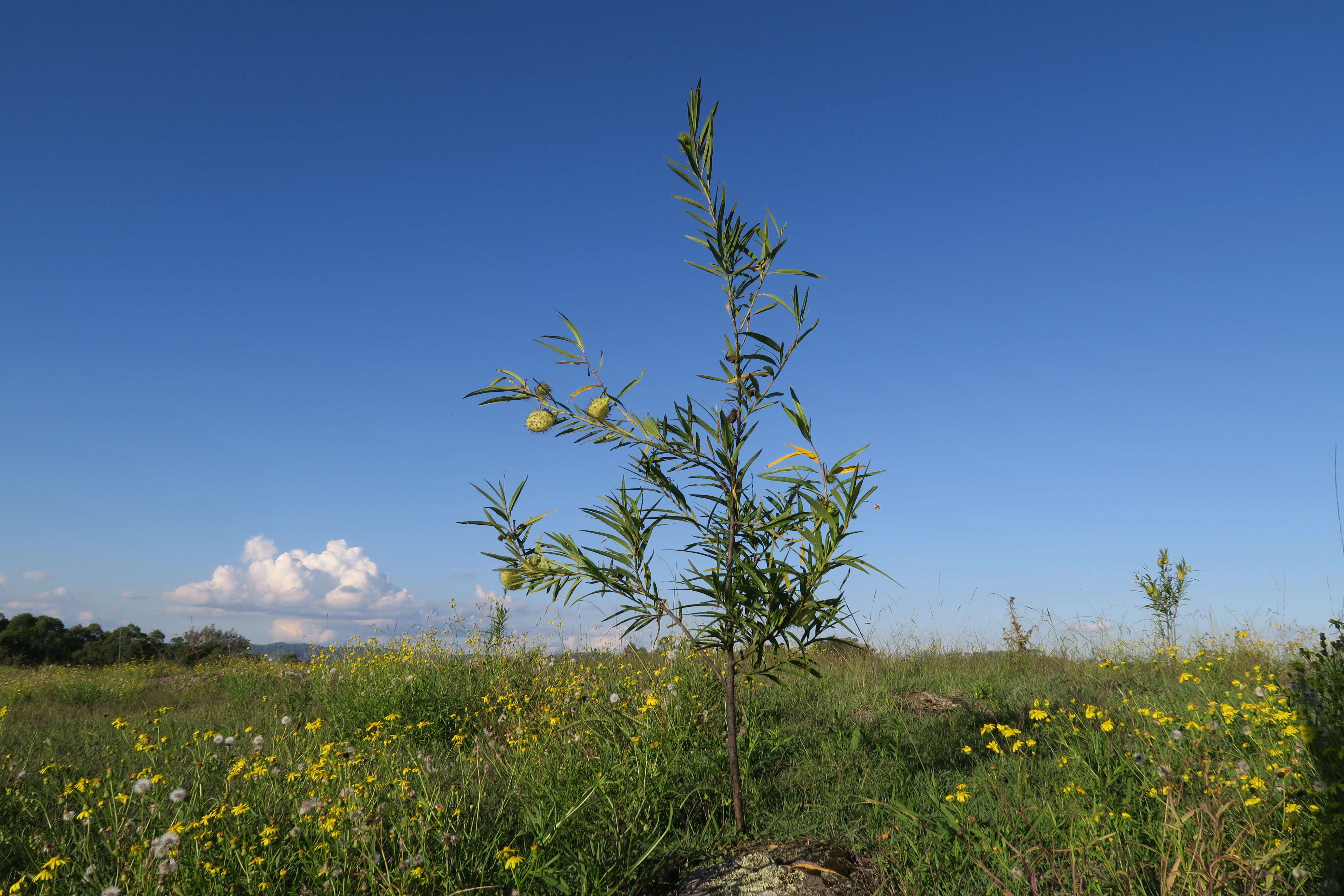 Слика од Gomphocarpus fruticosus subsp. fruticosus