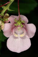 Image of Diascia rigescens E. Mey. ex Benth.