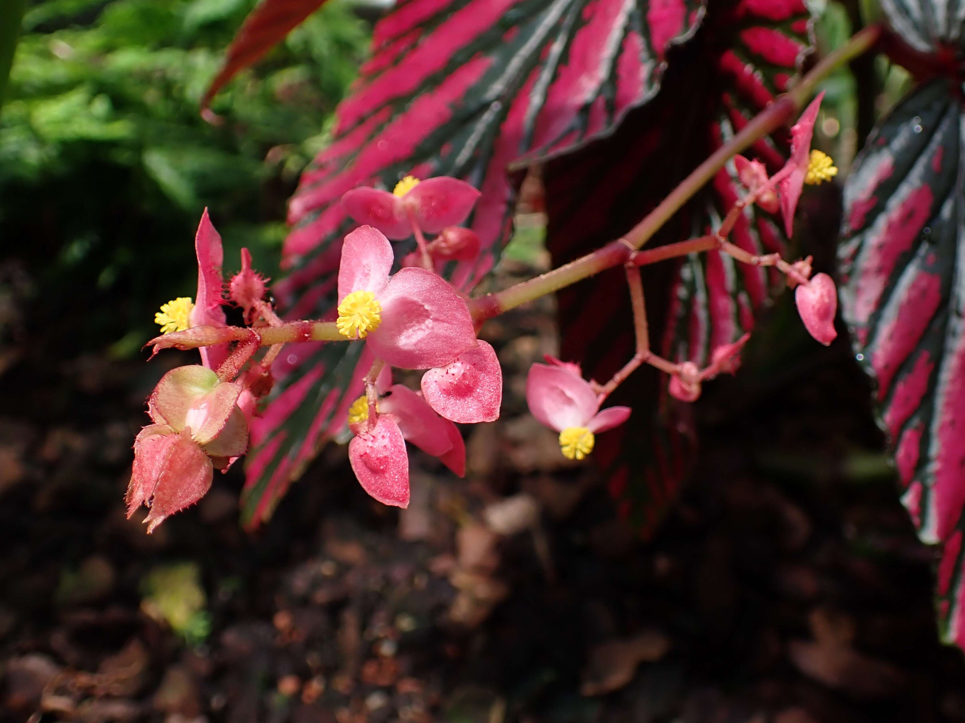 Слика од Begonia brevirimosa Irmsch.