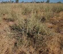 Image of Golden Goosefoot