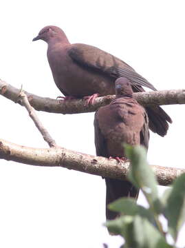 Image of Short-billed Pigeon