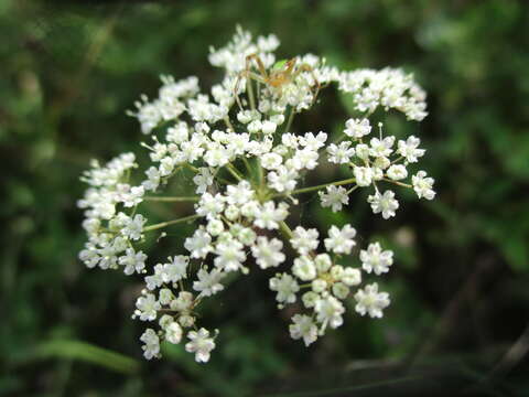 Image of burnet saxifrage