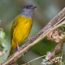 Image of Gray-headed Tanager